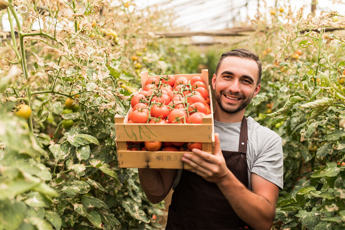 tomato grower