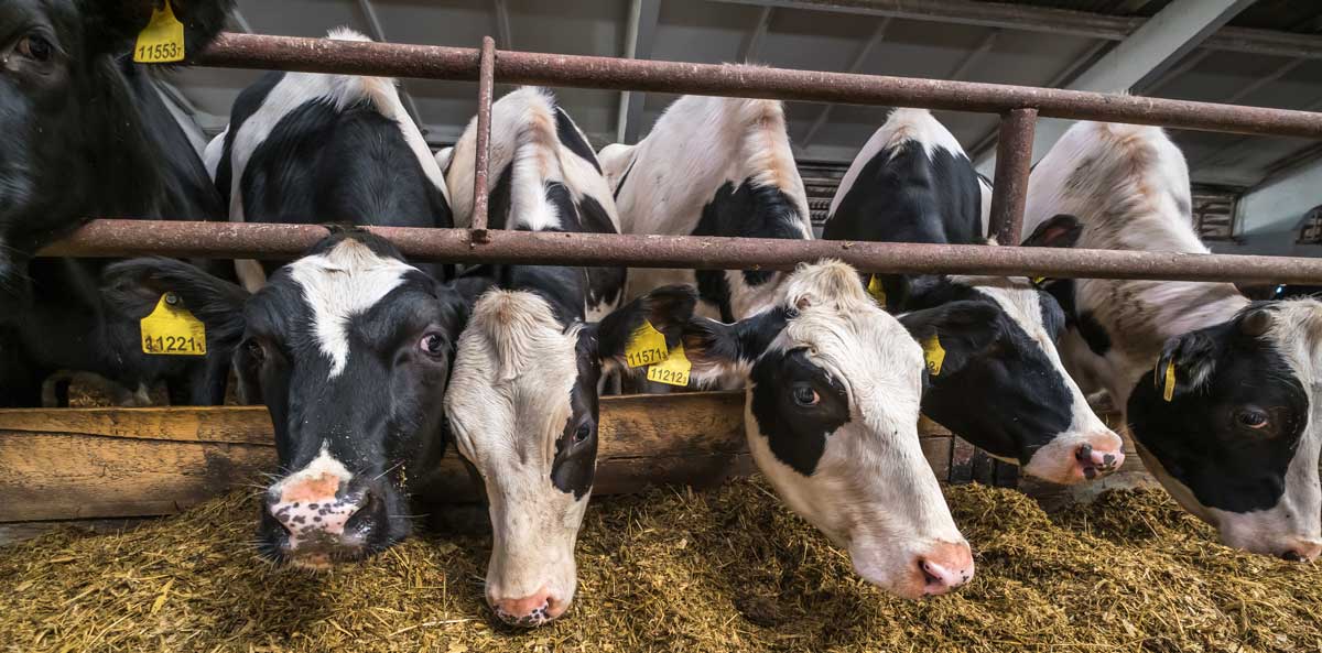 Methane-reducing feed trial for dairy cows in the UK