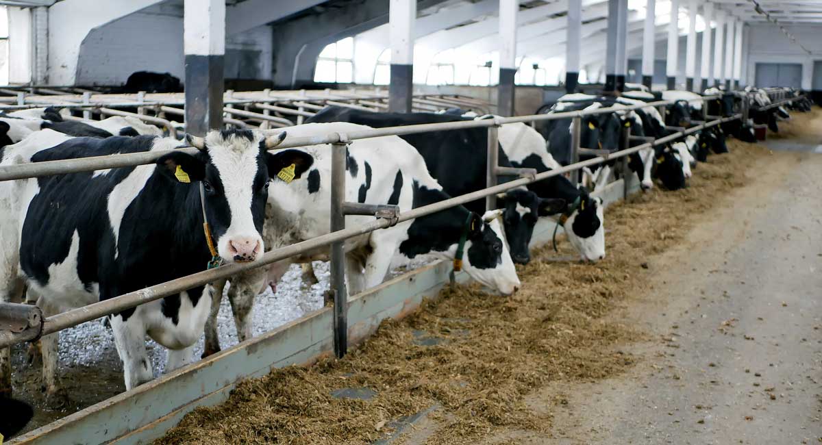 Sainsbury’s 6 million investment plan in dairy farmers