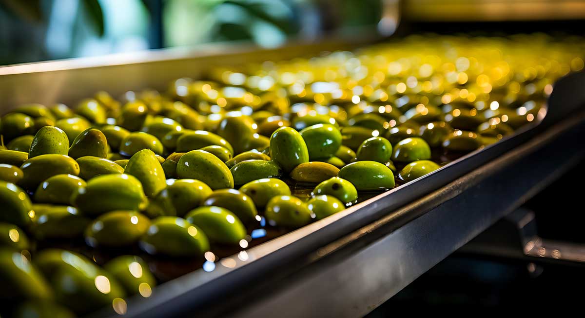 Olive oil production set to increase over 2024