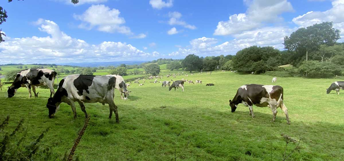 Welsh dairy herd