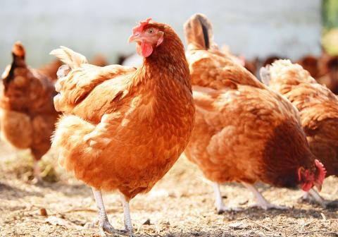 Animal nutrition