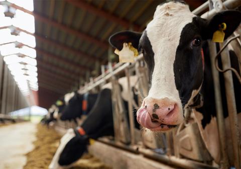 Dairy